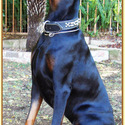 KING OF DOBERMANS