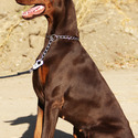 KING OF DOBERMANS