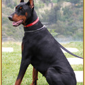 KING OF DOBERMANS