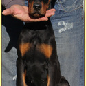 KING OF DOBERMANS