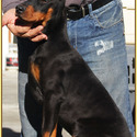 KING OF DOBERMANS