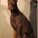 KING OF DOBERMANS