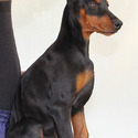 KING OF DOBERMANS