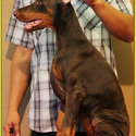 KING OF DOBERMANS