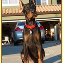 KING OF DOBERMANS