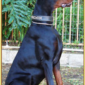 KING OF DOBERMANS