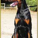 KING OF DOBERMANS