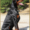 KING OF DOBERMANS