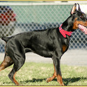 KING OF DOBERMANS