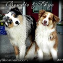 Sky Blue Aussies