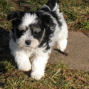 Weyforth's Havanese