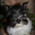 Coleman Ranch Schnauzers