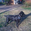 Essence Cane Corso