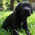 Essence Cane Corso