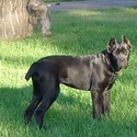 Essence Cane Corso
