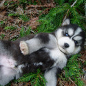 nakkittas siberian huskies