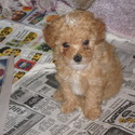 Toy Poodles in PA