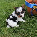 My Baby Yorkie Paws