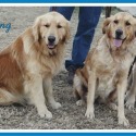 Grapevine Goldens