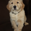 Grapevine Goldens