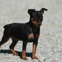 bonellis miniature pinschers