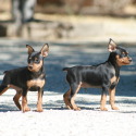 bonellis miniature pinschers