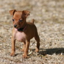 bonellis miniature pinschers