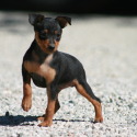 bonellis miniature pinschers
