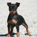 bonellis miniature pinschers