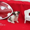 Stateline Kennels