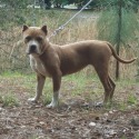 Balm Blvd Bullyz