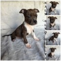 Balm Blvd Bullyz