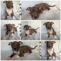 Balm Blvd Bullyz