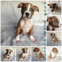 Balm Blvd Bullyz