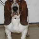 holland hound