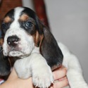 holland hound