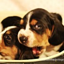 holland hound