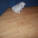 JIMBOBS KENNEL