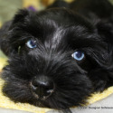 Rockin' Designer Schnauzers