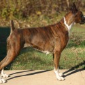 Picture Perfect Boxers