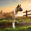 Picture Perfect Boxers
