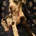 Pemberly Danes
