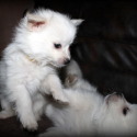 SugarPaws Toy and Mini Aussie and Eskies