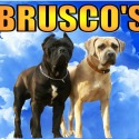 Brusco's Cane Corso