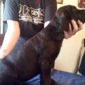 Bel Monte Cane Corso