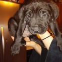 Bel Monte Cane Corso