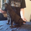 Bel Monte Cane Corso