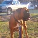 Penny's Elite Boxer's