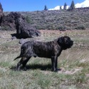 Mastiff Meadows