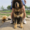 Kesang Camp Tibetan Mastiffs